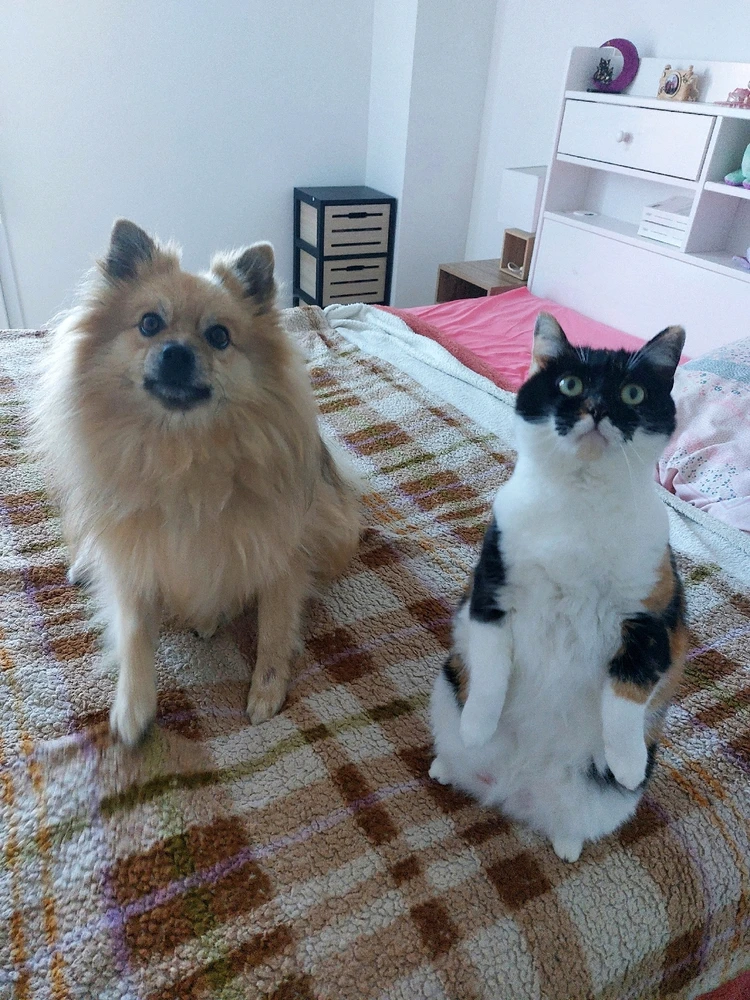 GIF ajouté par Caroline