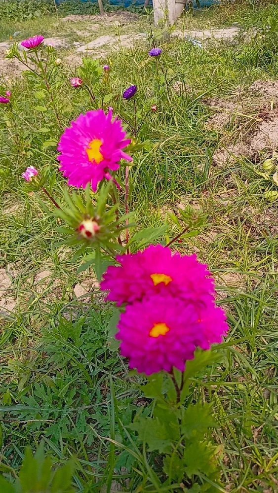 Colours of Gerbera!!