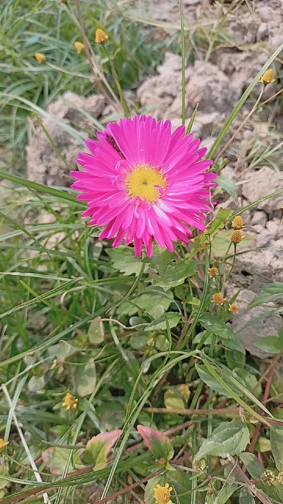 Colours of Gerbera!!