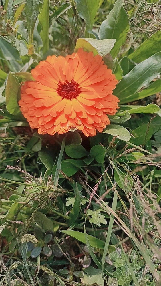 Colours of Gerbera!!
