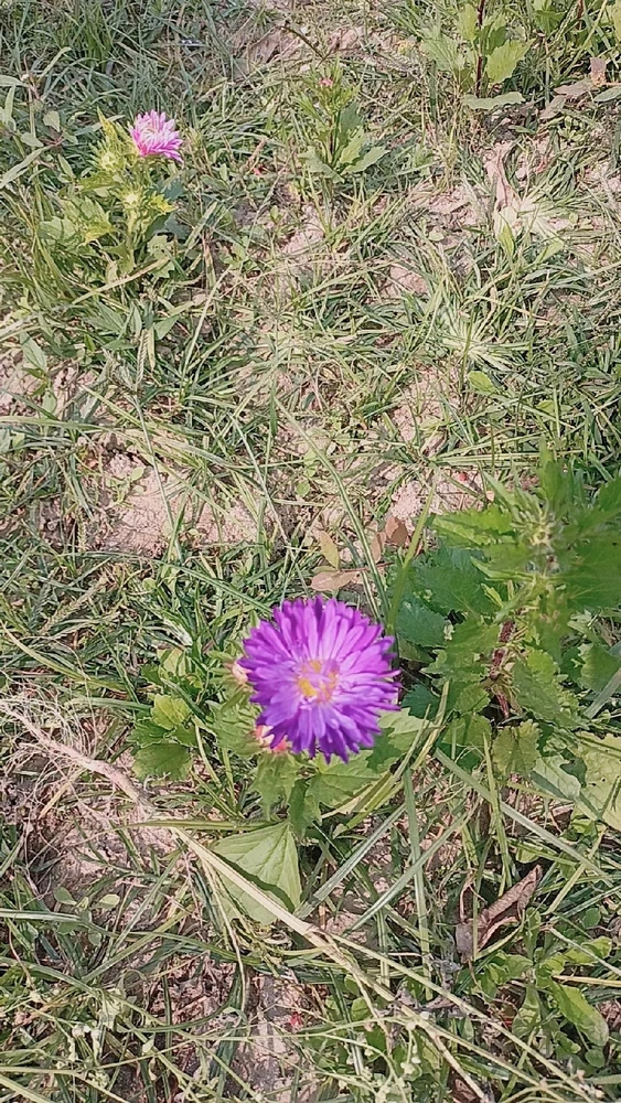 Colours of Gerbera!!