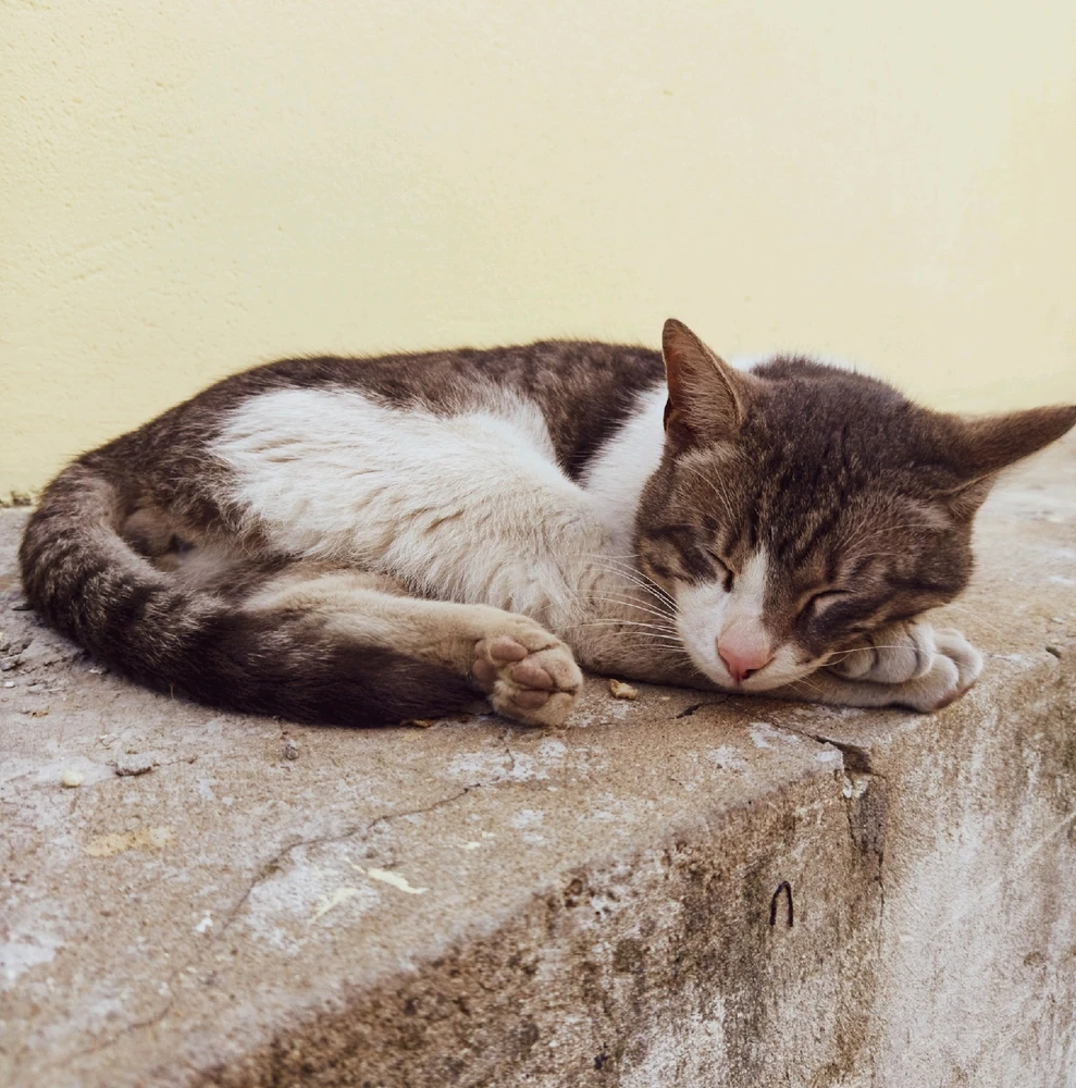 GIF-ი ატვირთა Otto-მ