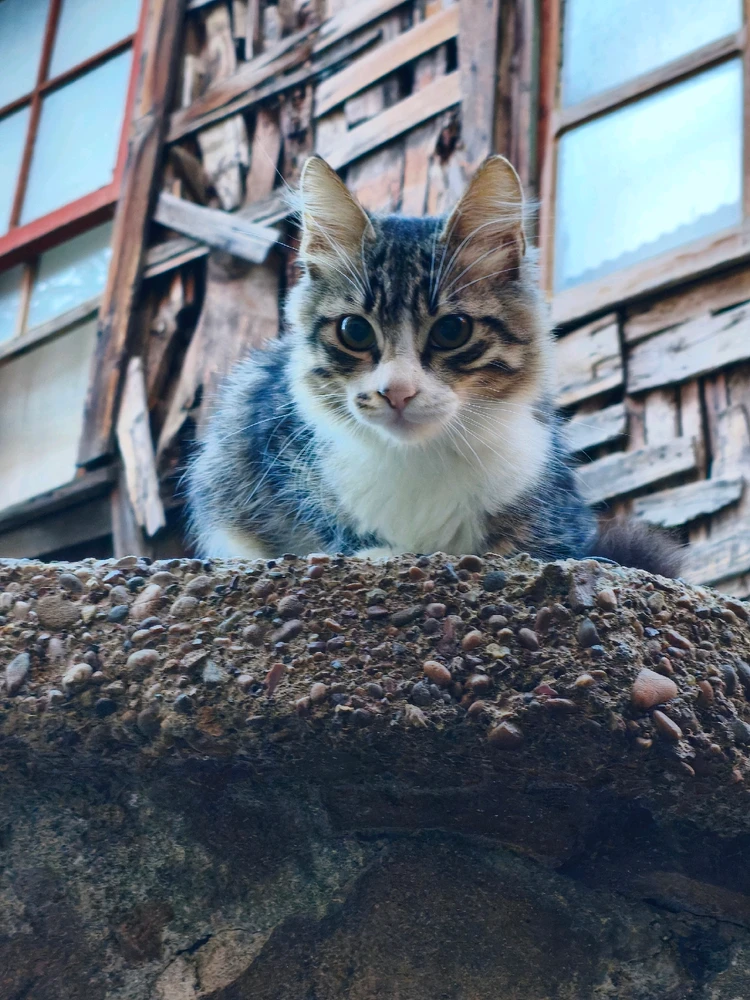 Onur tarafından yüklenen görsel