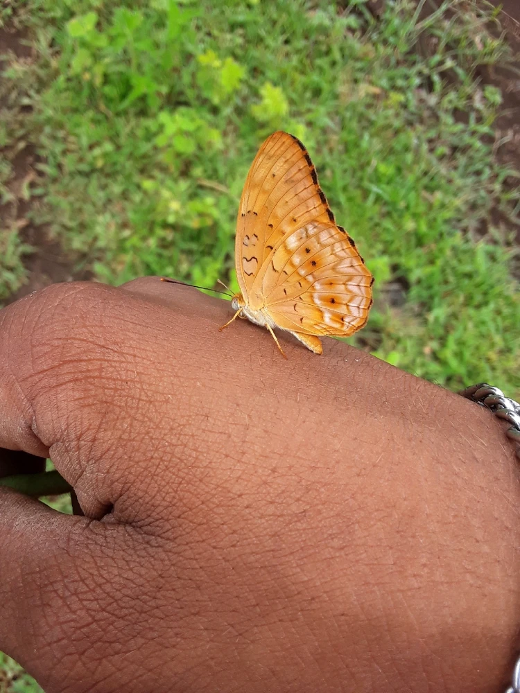 GIF gi-upload ni Praveen kanade