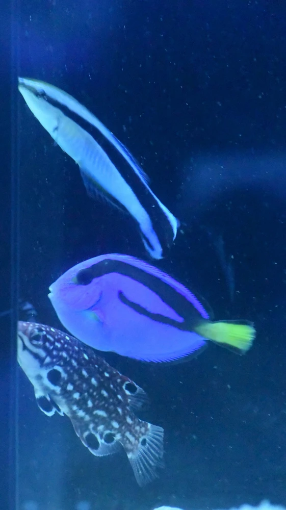 Imagen subida por Arturo