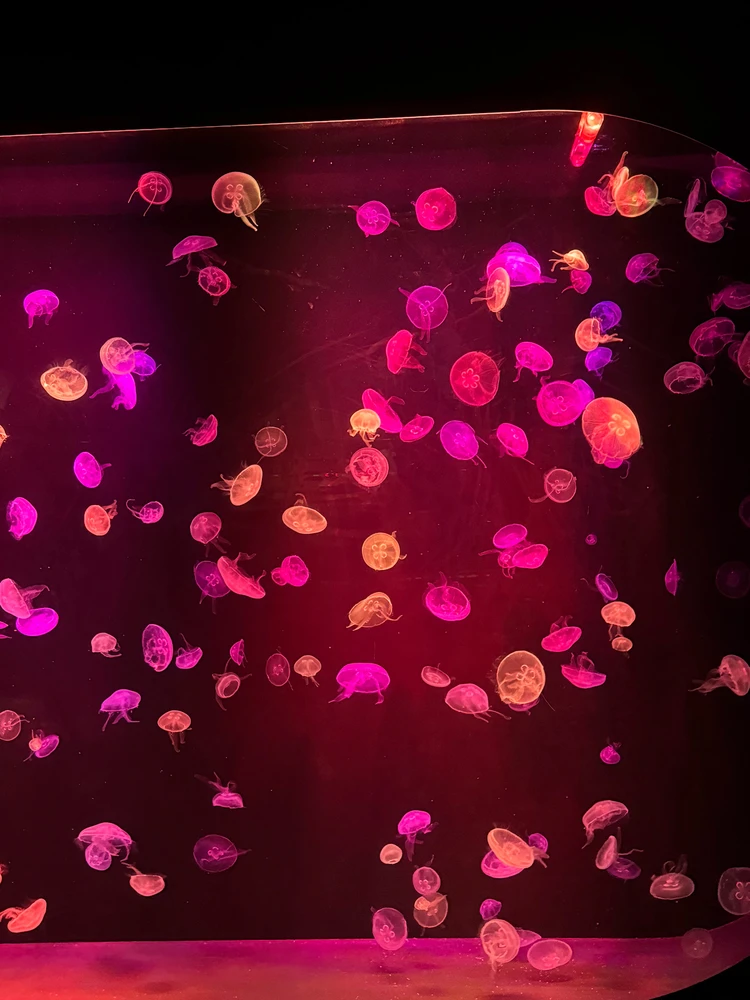 Image uploaded by Dome 😽