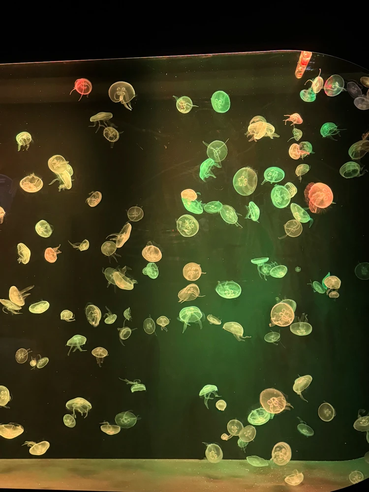 Image uploaded by Dome 😽