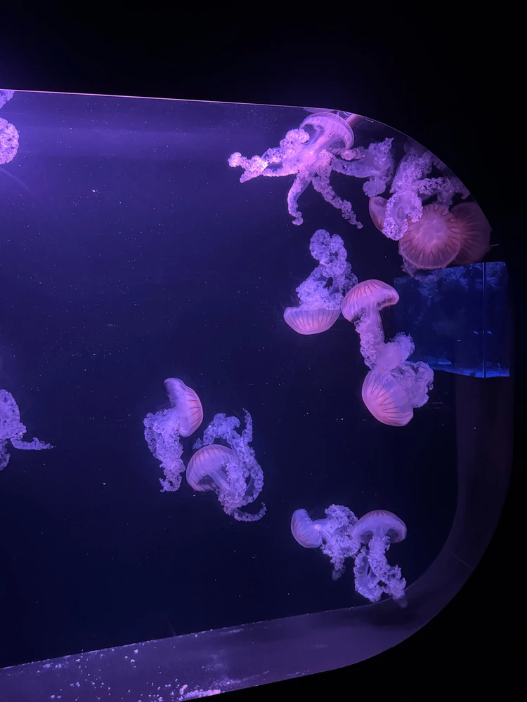 Image uploaded by Dome 😽