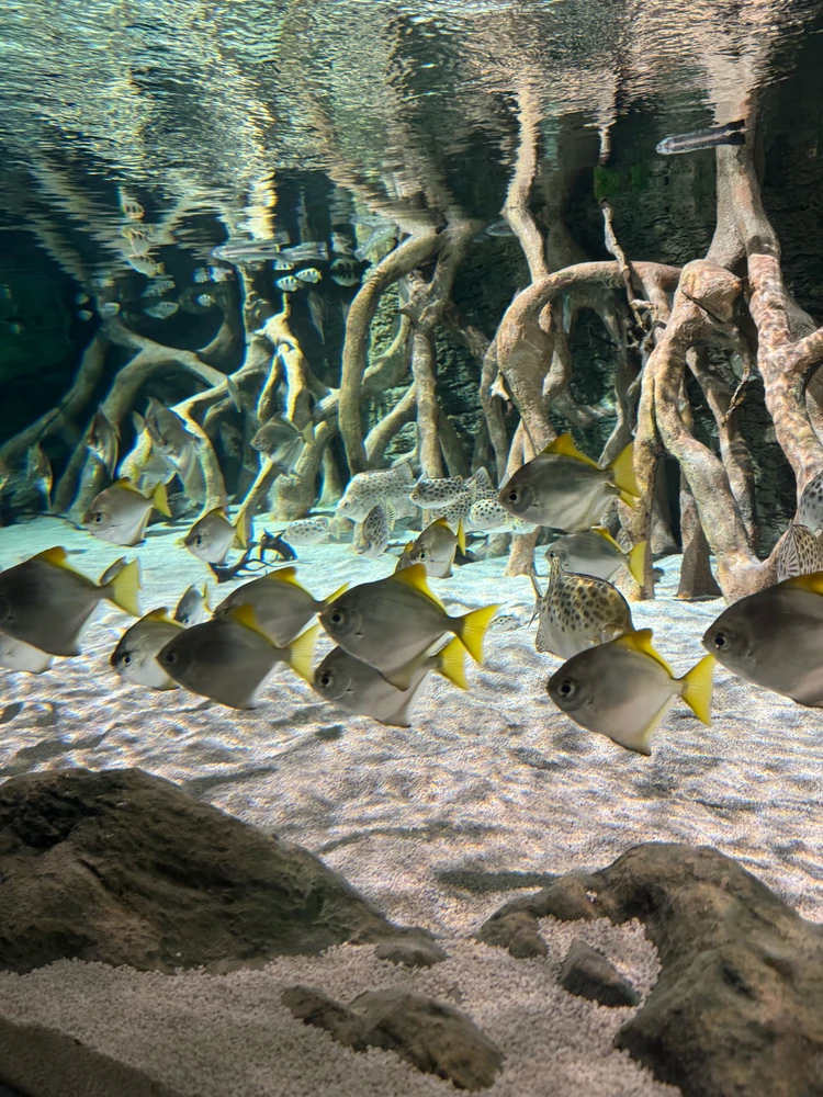 Image uploaded by Dome 😽