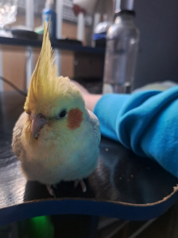 Mi compañera de videojuegos :3