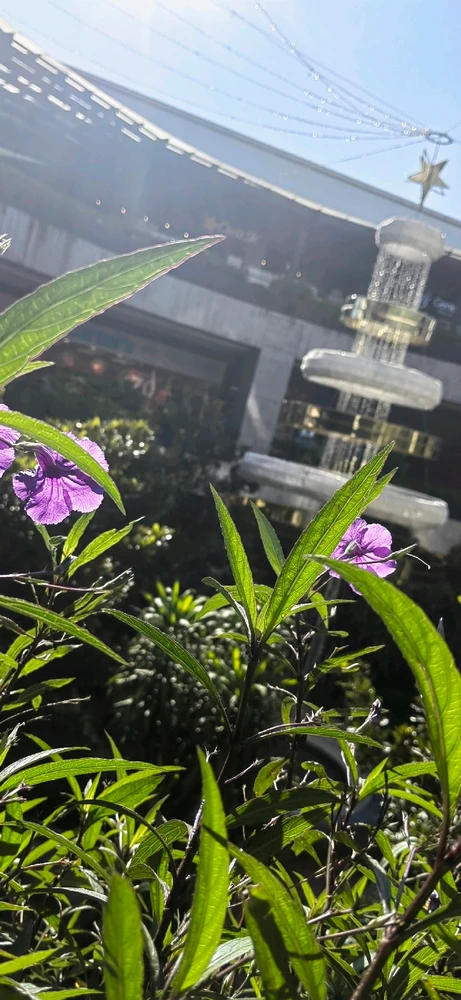 Seee... Finales de octubre y la plazas ya se adelantaron en poner adornos navideños, Guadalajara y su gente tan impaciente en fin...

Mi libertad en tomar una que otra foto no falto.