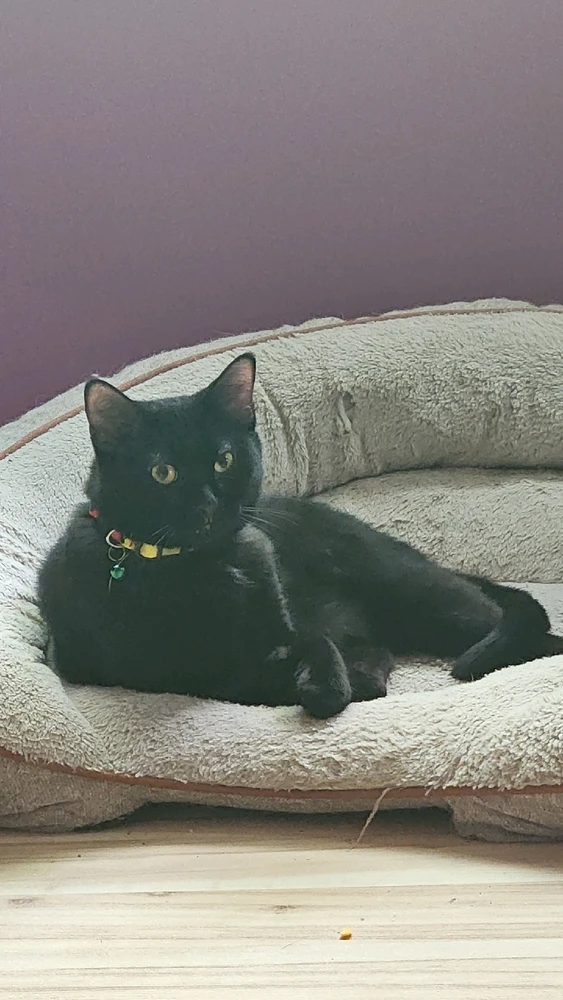 GIF uploaded by Kitty