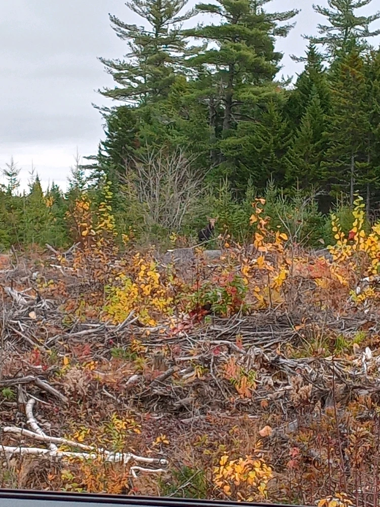 Image uploaded by Brooke