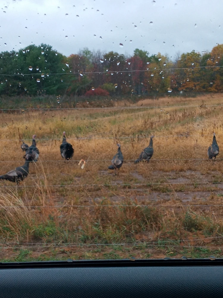 Image uploaded by Brooke