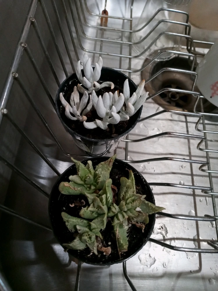 Image uploaded by Brooke