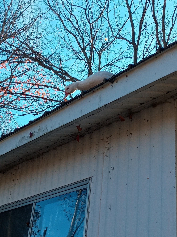 Image uploaded by Brooke