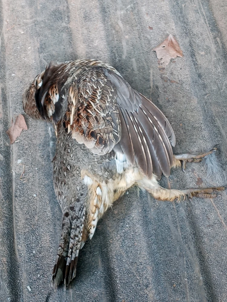 Image uploaded by Brooke