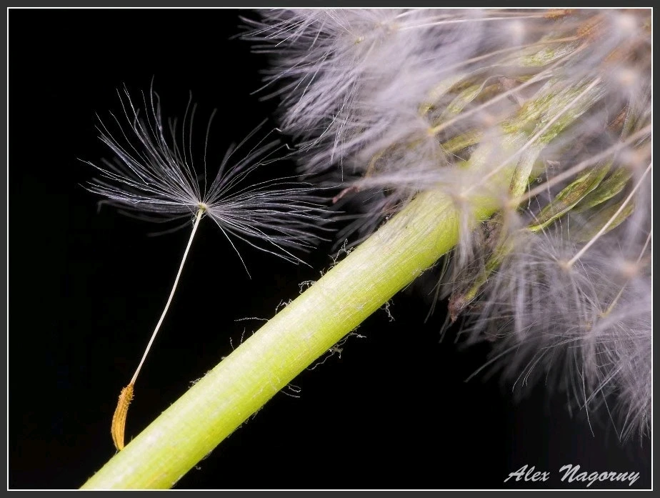 Image uploaded by Alex