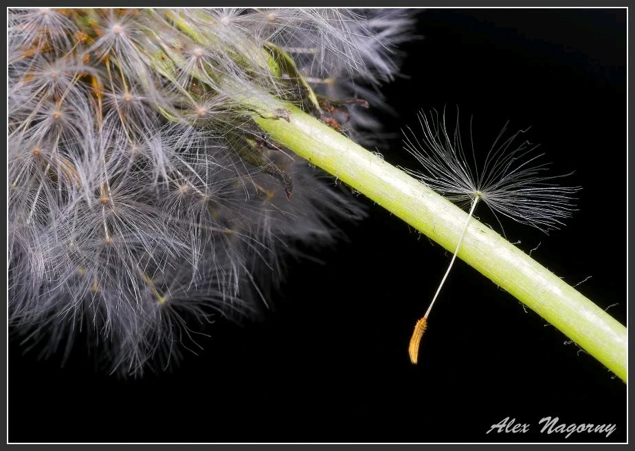 Image uploaded by Alex