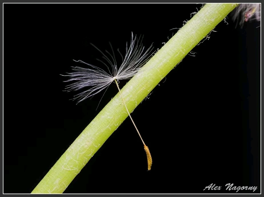 Image uploaded by Alex