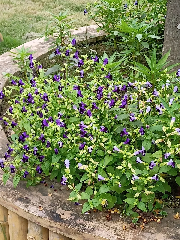 Guess the flower's name?