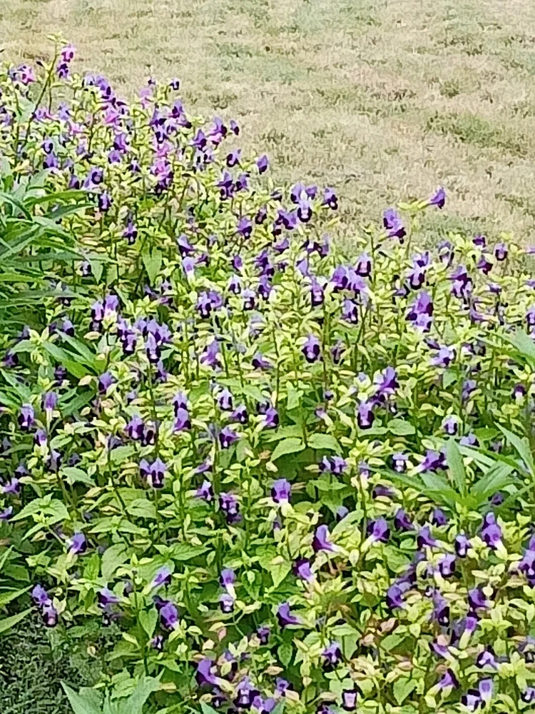 Guess the flower's name?