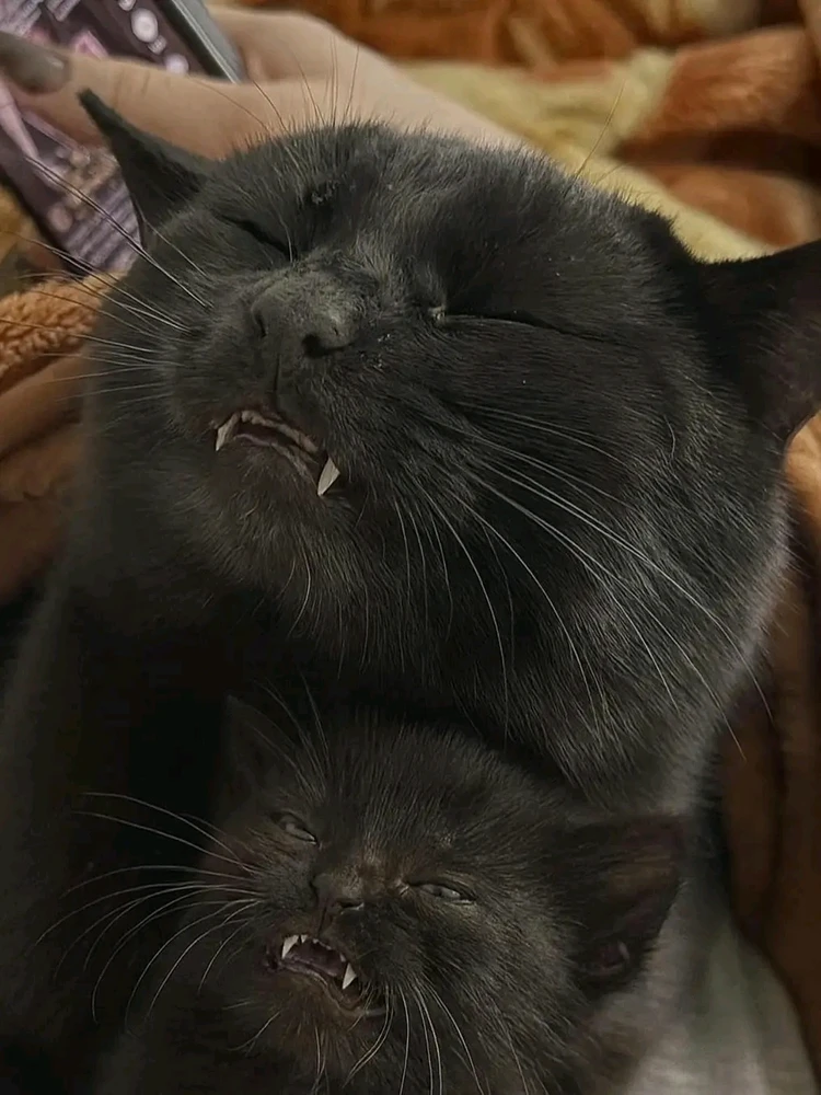 GIF uploaded by ❤ Sophia aka Mango Mami ❤️