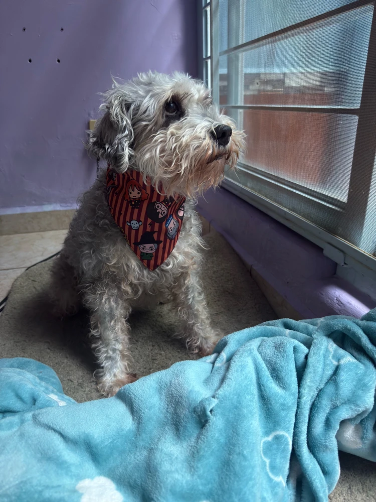 My favorite things in the world, my dog and Harry Potter