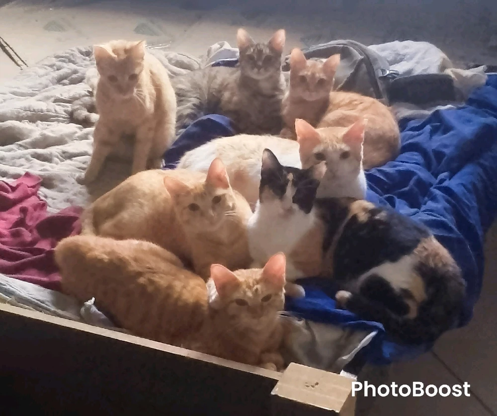 Meus filhotes vão fazer um ano