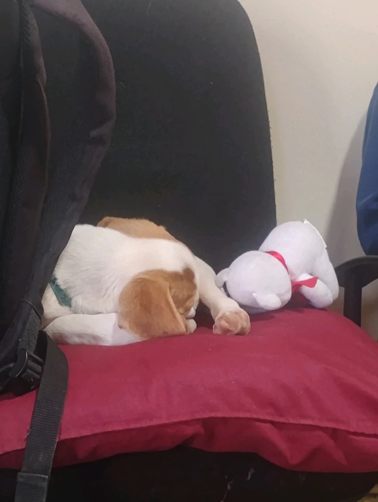 GIF subido por Cecilia