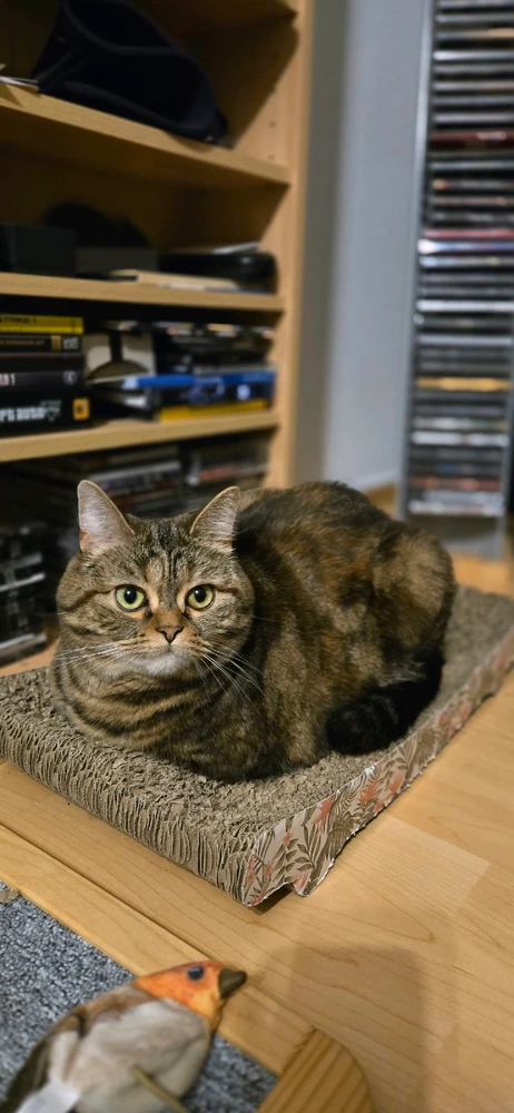 GIF hochgeladen von Jan