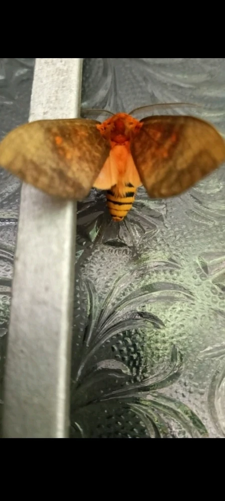 GIF subido por Yaileth Sakry