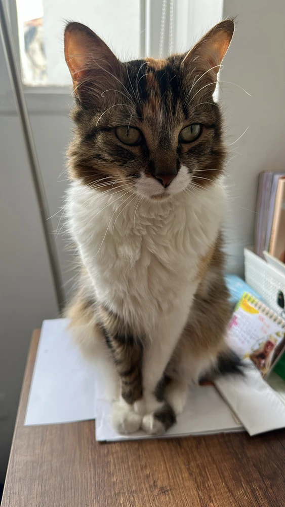 GIF subido por Andrea