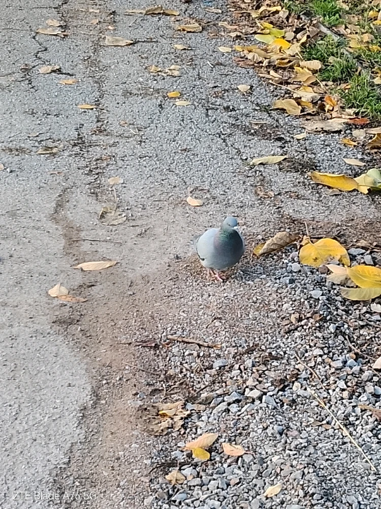 Качено от Geri