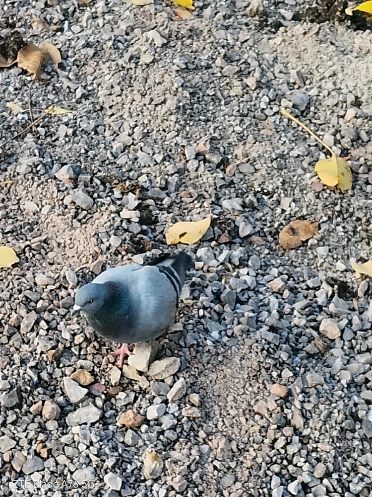 Качено от Geri