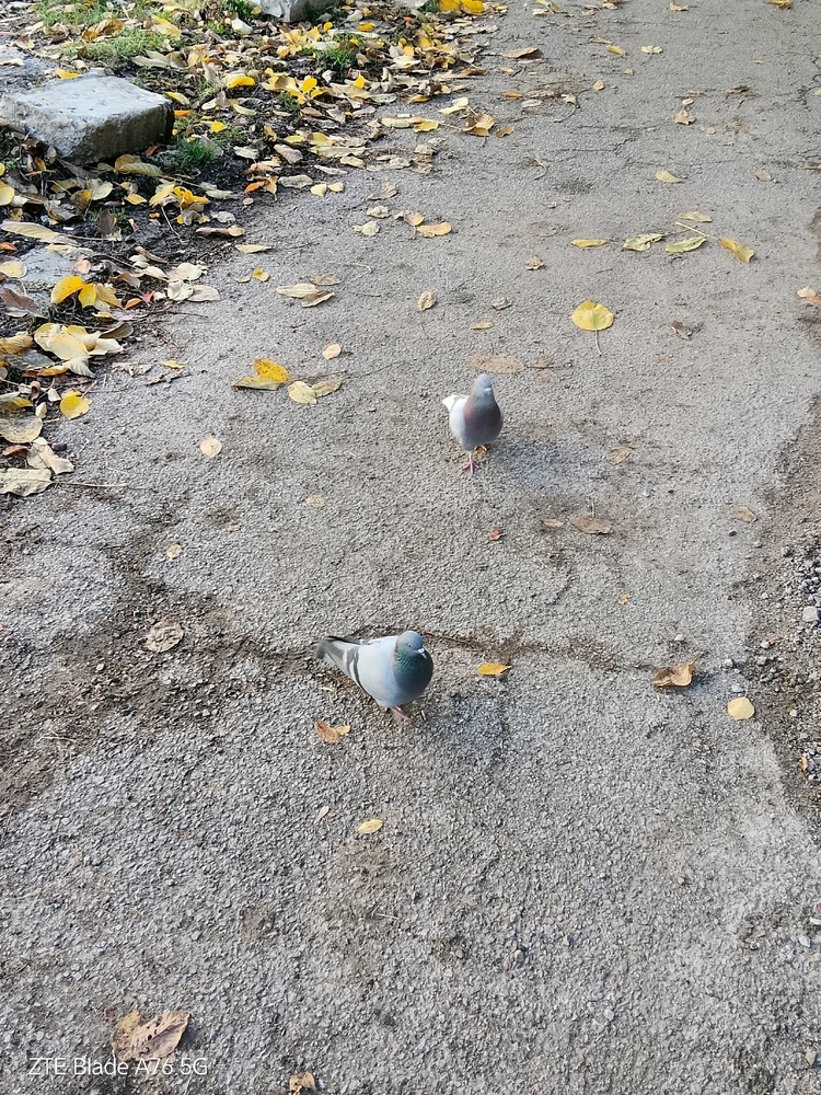 Качено от Geri