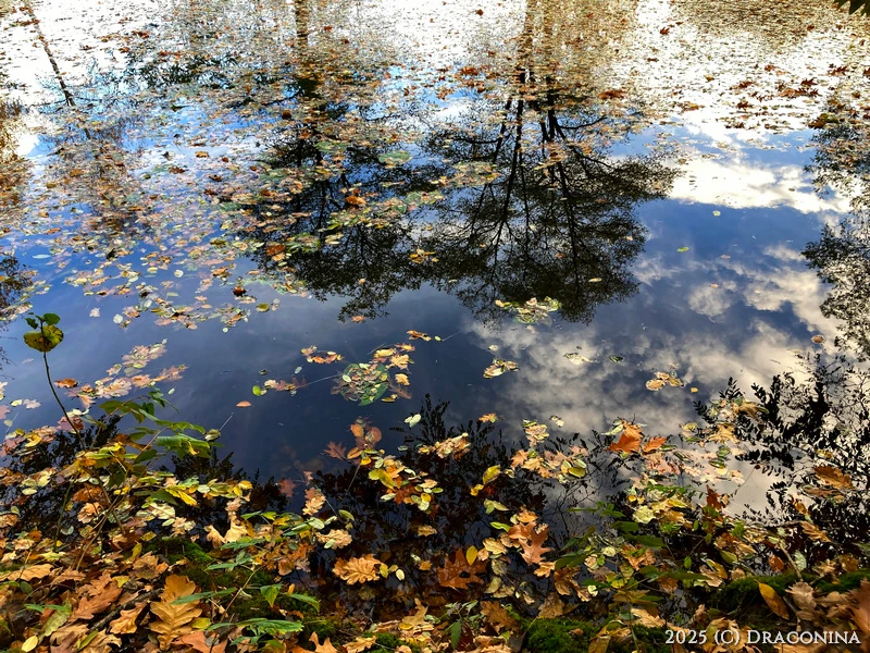 Macie tu te swoje jesienne liście...