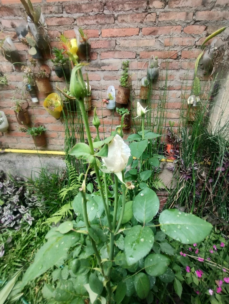 Image uploaded by Aby