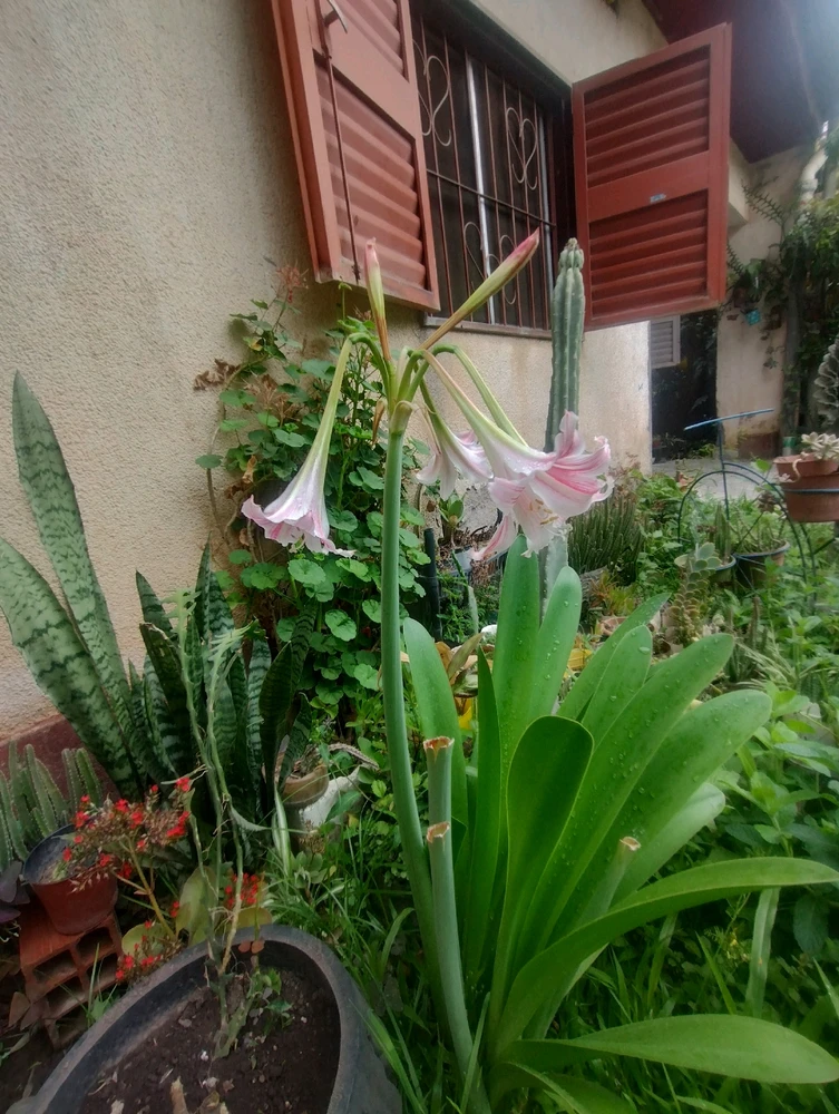 Image uploaded by Aby