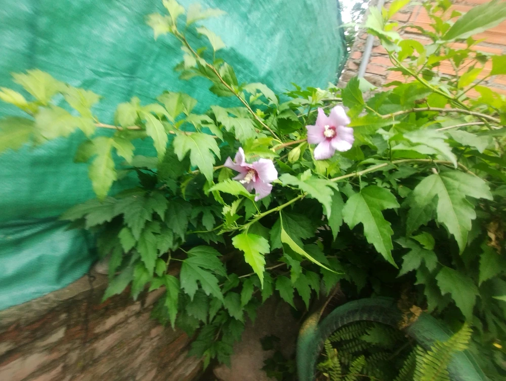Image uploaded by Aby