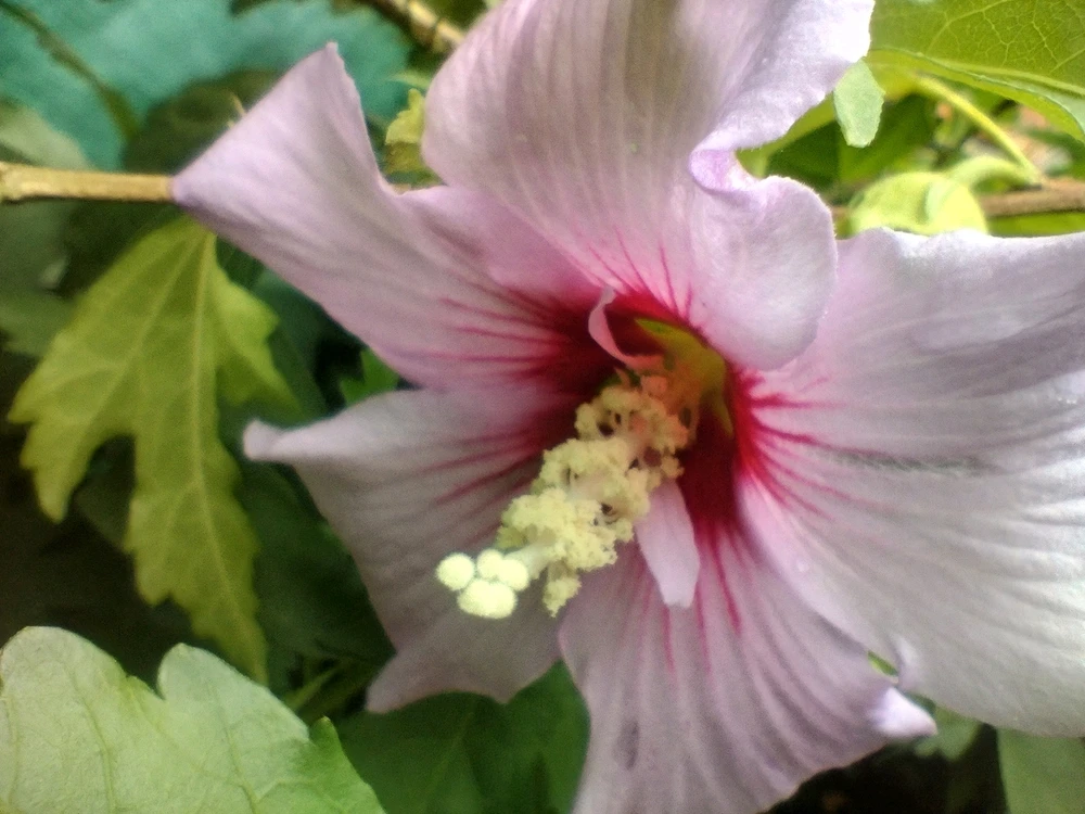 Image uploaded by Aby