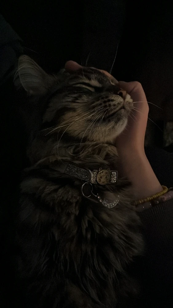 GIF uppladdad av Mila