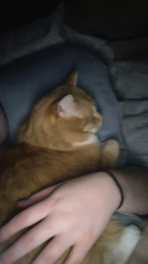 Dakota上传的GIF