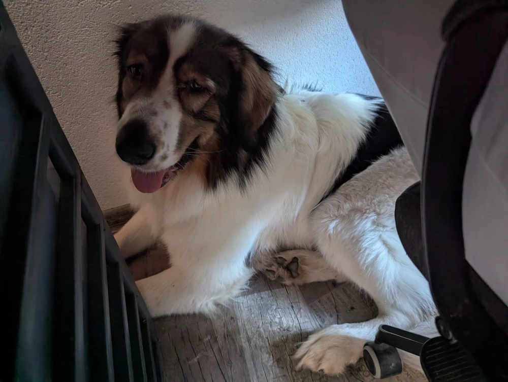 Mały piesek straumatyzowany po wizycie u weterynarza