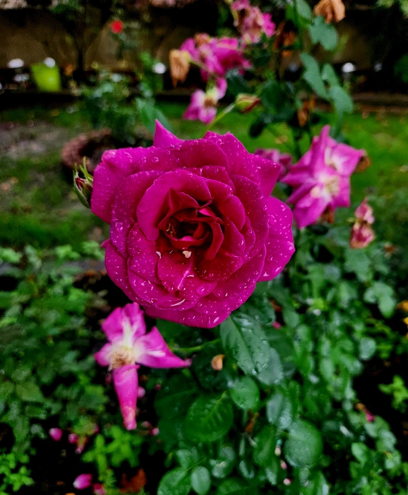GIF tso los ntawm 《🌹.::Lenöré::.🌹》