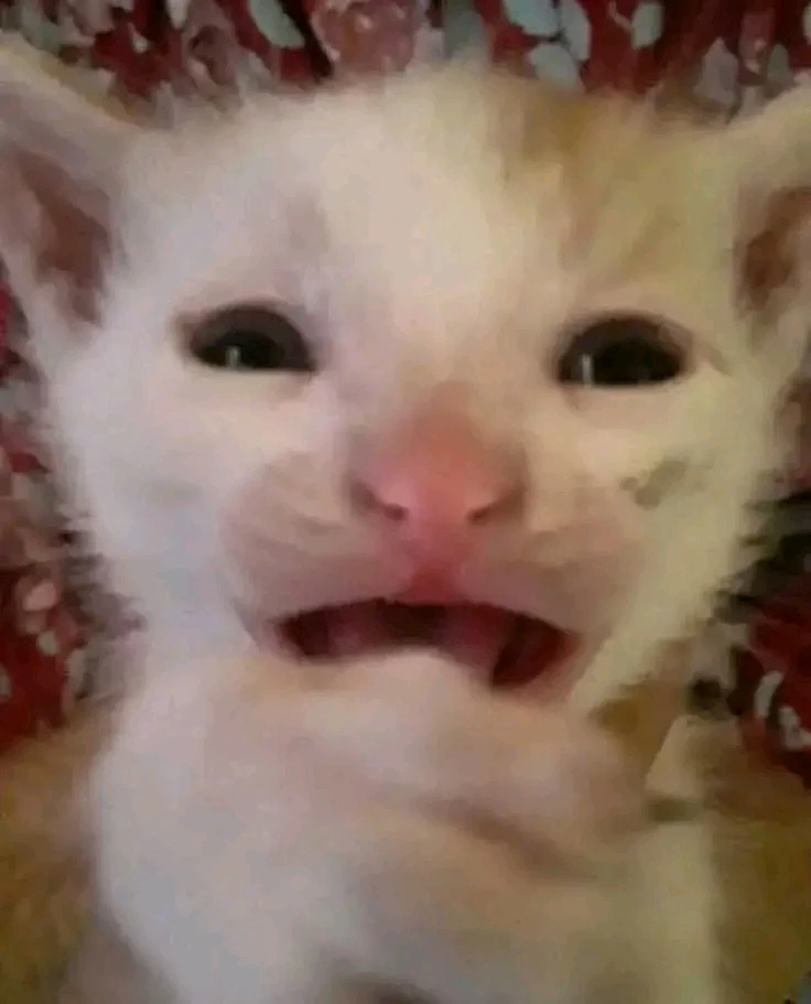 GIF na in-upload ni Nyx