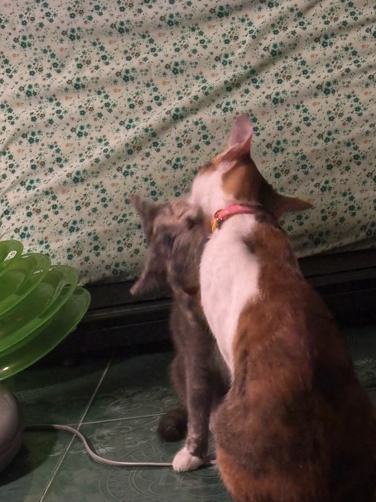 GIF uploaded by Pat♡