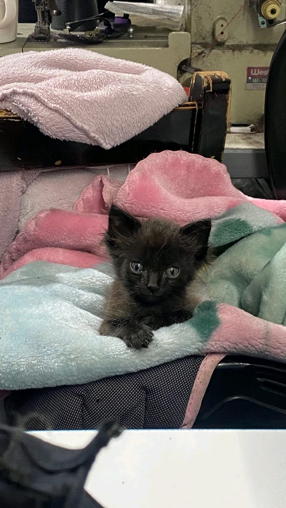 GIF enviado por Giovanna