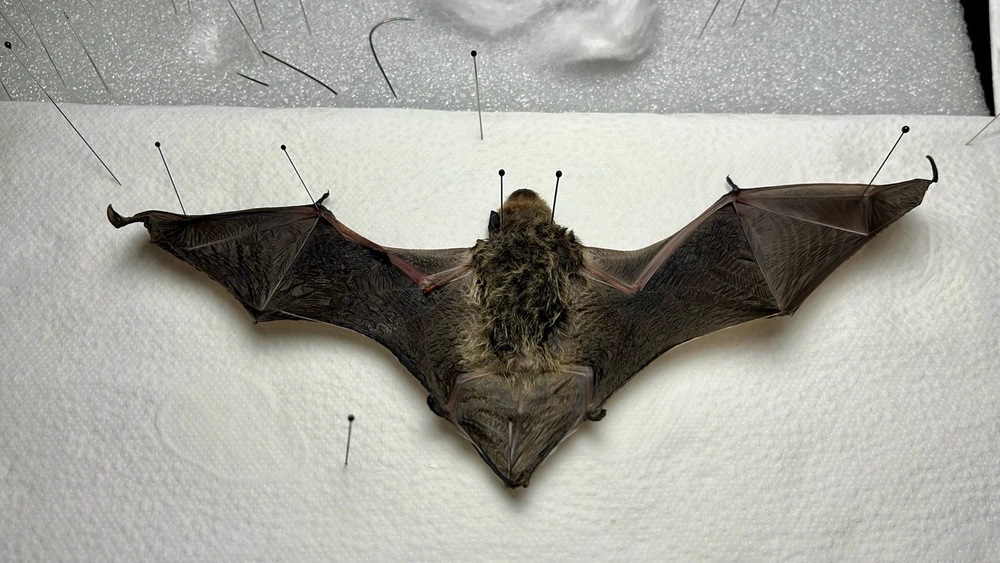 GIF caricata da Giacomo