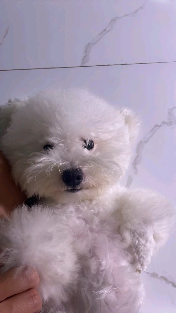 GIF được Nguyen tải lên